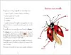LE JARDIN DE JULIETTE ET JOSEPHINE : LA COCCINELLE 3